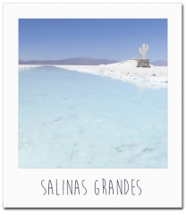 Salinas Grandes - Le cactus de sel